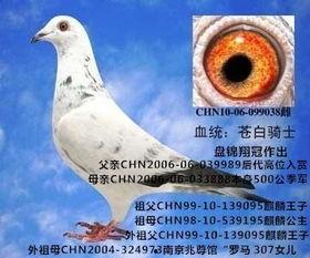 爆料鸽子视频全集,一场视觉与心理的震撼之旅  第3张 爆料鸽子视频全集,一场视觉与心理的震撼之旅  第3张