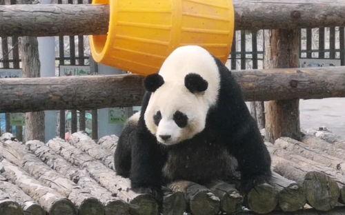 妙妙吃瓜全集免费观看,揭秘娱乐圈幕后真相,免费观看大揭秘