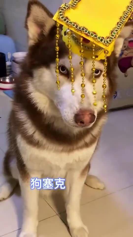 王者爆料哈士奇视频大全,哈士奇视频大全,萌宠与英雄的欢乐碰撞
